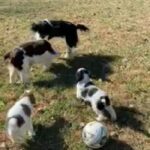 Springer Pups 6m 1f in Chapel Hill, North Carolina