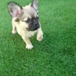 Fluffy Frenchie Girl in Las Vegas, Nevada