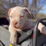 American Bully Pups in Los Angeles, California