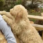 Goldendoodle F1b in Ephrata (Township), Pennsylvania