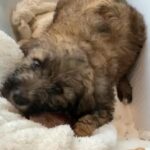 F1b Goldendoodle in Ephrata (Township), Pennsylvania