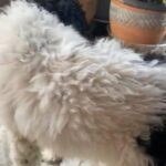 F1b Goldendoodle in Ephrata (Township), Pennsylvania