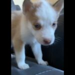 Siberian Husky in Homestead, Florida
