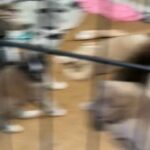 Puppies in Houston, Texas