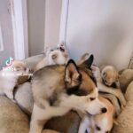 Husky 450$ each in Houston, Texas