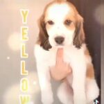 Springers Ready Now Only 4 Boys Left Out Of 11! in Chapel Hill, North Carolina