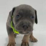 Blue Tri Male in Apple Valley, California