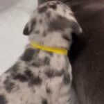 “Yellow” Black Merle Male in Apple Valley, California