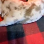 Foxy ❌ Loki Choco Merle Male in Apple Valley, California