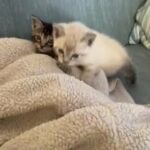 Egyptian mau Kittens in Central Islip, New York