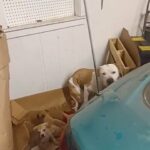 Male Pitbull Terrier in Jackson, Tennessee