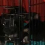 French Bull Dog Yorkie Mix in Columbus, Ohio
