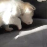 Siberian Husky in Homestead, Florida