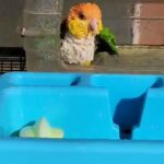 Caique male and female in Fremont, California