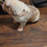 English bulldog in Fort Worth, Texas