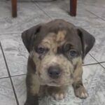 XL American Bully in Apple Valley, California