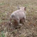 French Bulldog in Raleigh, North Carolina