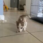 Siberian Husky in Homestead, Florida