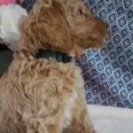Standard poodle pups in Roanoke, Virginia