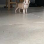 Siberian Husky in Homestead, Florida