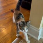 Looking for a home in Coral Springs, Florida