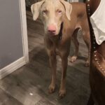 Alaska Needs A Home in Humble, Texas