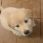 Great pyrenees lab mix puppy (female) in Longview, Texas
