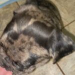 Five months old puppy for sell in Arizona City, Arizona