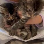 Beautiful long Haired tabbys in Central Islip, New York