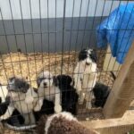 F1B Bernedoodle Puppies For Sale in Bristol, Virginia