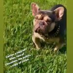 Frenchie Stud in Miramar, Florida