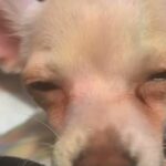 Chihuahua in Estero, Florida