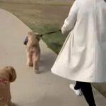Goldendoodle Puppies in Dallas, Texas
