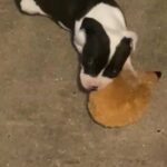 Pit Pups Available in Richmond, Virginia