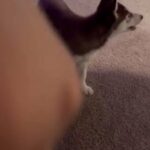 Puppy For Sale in San Bernardino, California