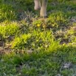 Akc Beagles in Tyler, Texas