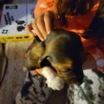 basset hound puppies  Girl C in San Diego, California