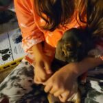 basset hound puppies in San Diego, California