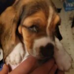 basset hound puppies Girl B in New York City, New York