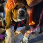 basset hound puppy Boy A in San Diego, California