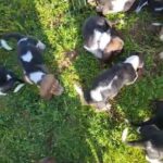 basset hound puppies in San Diego, California