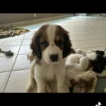 Springer Pups All Ready in Chapel Hill, North Carolina
