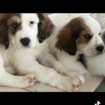 4 Males Left in Carrboro, North Carolina