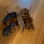 Puppies in Lexington Park, Maryland