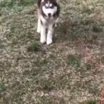 Siberian Husky in Memphis, Tennessee