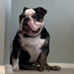 Looking For new home Micro Exotic Bully in Indianapolis, Indiana