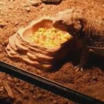 bearded dragon in Oakdale, California
