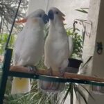 Bonded Pair Of Cockatoo in Tampa, Florida