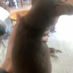 Tiny Male Chihuahua in Hollywood, Florida