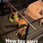 New Toy 2 Males Available in Oklahoma City, Oklahoma